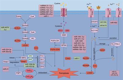 Regulation of ferroptosis in osteoarthritis and osteoarthritic chondrocytes by typical MicroRNAs in chondrocytes